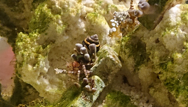 Le crabes , 2 crevettes et un mollusque