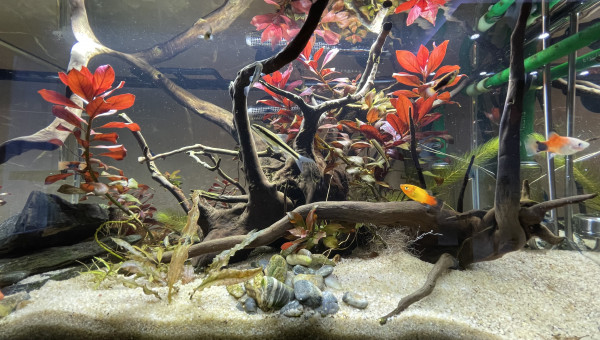 Clichés avant mise en route Co2 artisanal