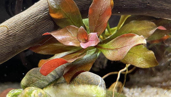 Clichés avant mise en route Co2 artisanal