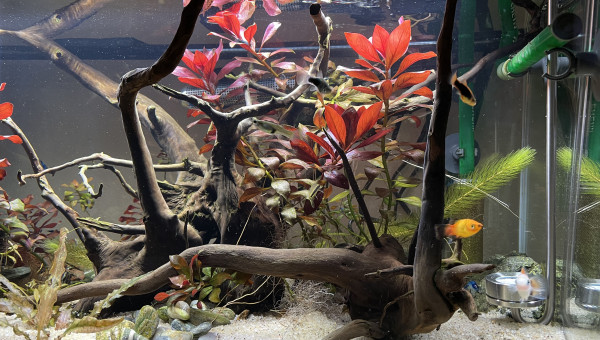 Ajout CO2 artisanal levures+gel