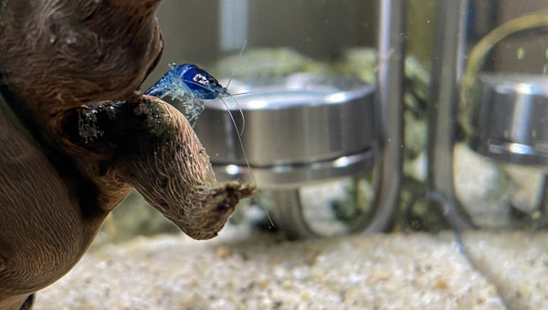 Ajout CO2 artisanal levures+gel