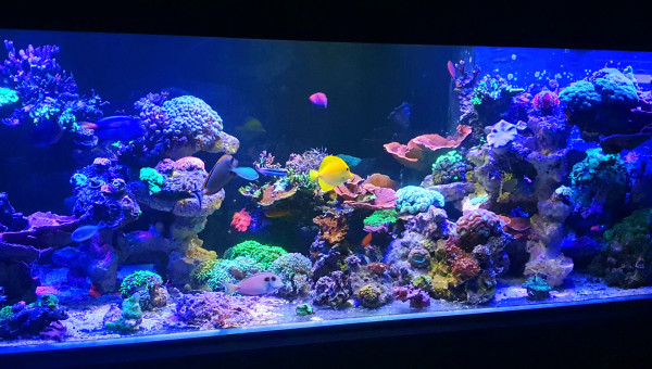 Fin de journée sur mon petit recif