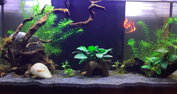 Introduction des tétra amandae :-)