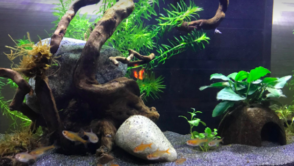 Introduction des tétra amandae :-)