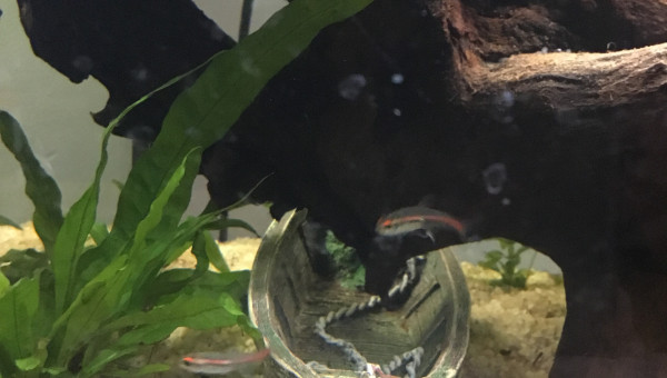 Poissons un peu timide je crois....