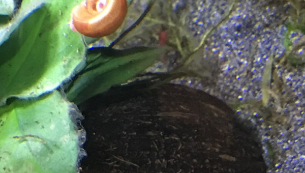 Planorbe dégustant une algue pinceau morte…