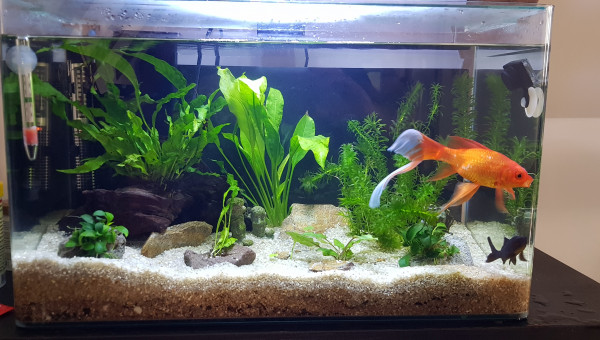 Renouvellement d'eau