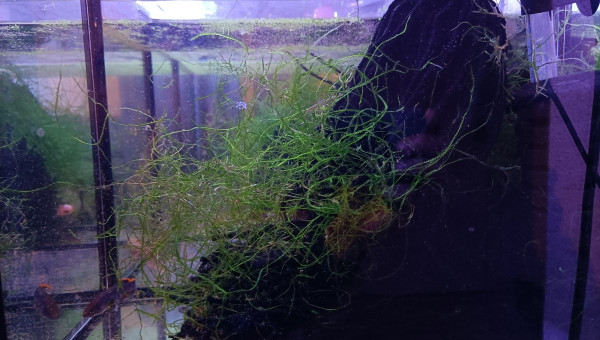 Fundulopanchax nigerianus innidere