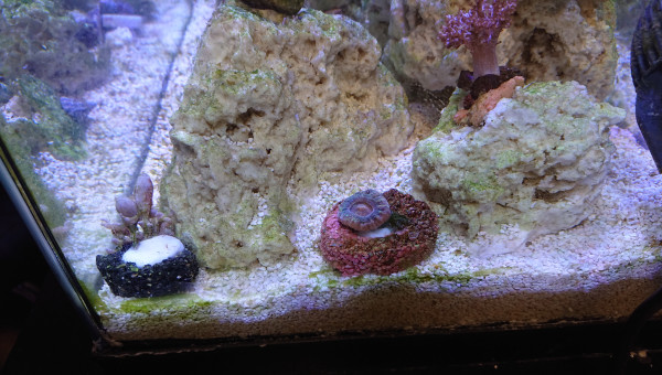 En cours d'acclimatation