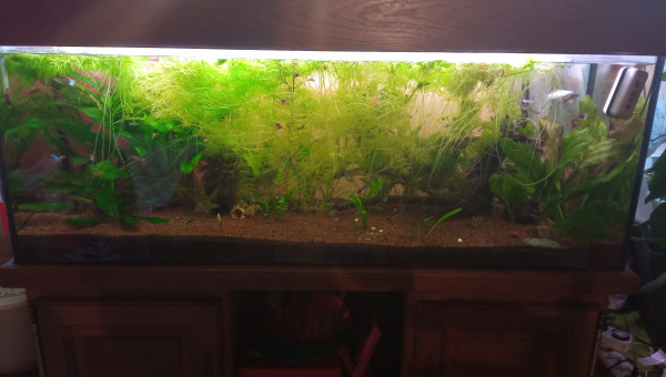 Évolution du bac un an que le bac est mis en eau.