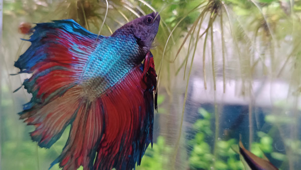 Toute voilure dehors...