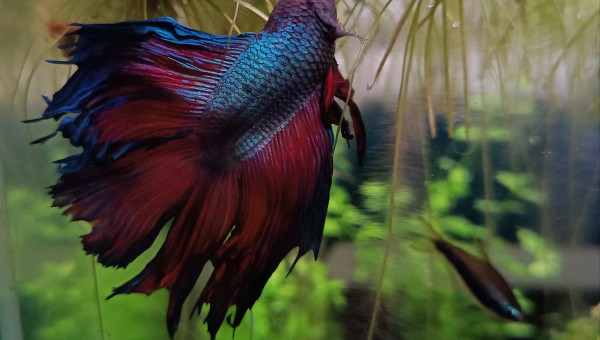 Toute voilure dehors...