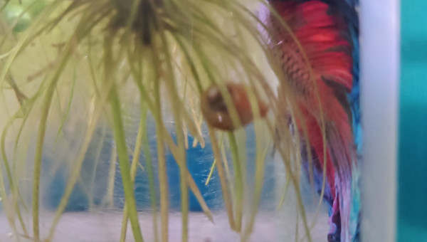 Toute voilure dehors...