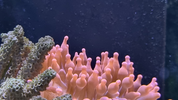 Entacmaea quadricolor rouge