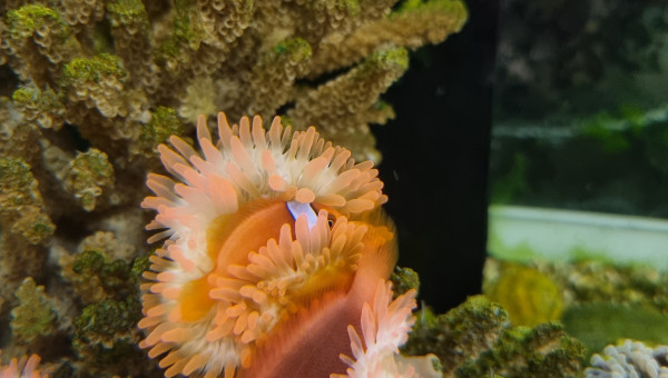 Amphiprion melanopus