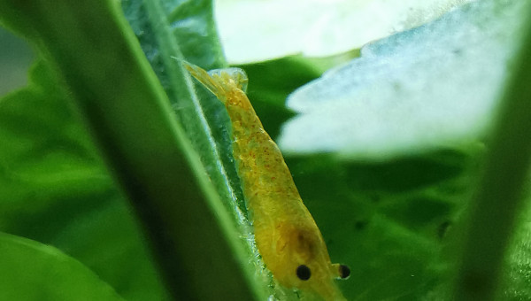 Une toute petite crevette " Yellow "