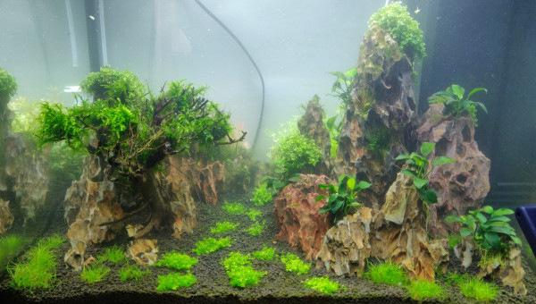 Scape + Plantes + mise en eau