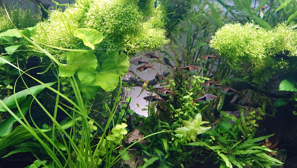 Zoom sur le point de fuite en couleur naturelle