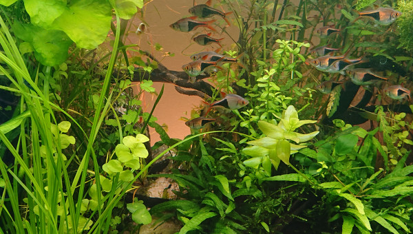 Zoom sur le point de fuite