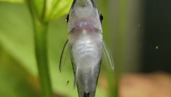 Otocinclus vittatus