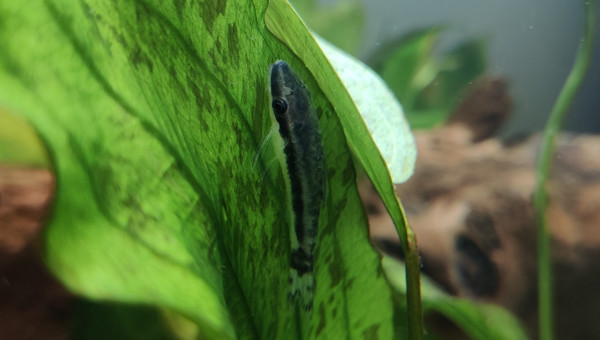 Otocinclus vittatus