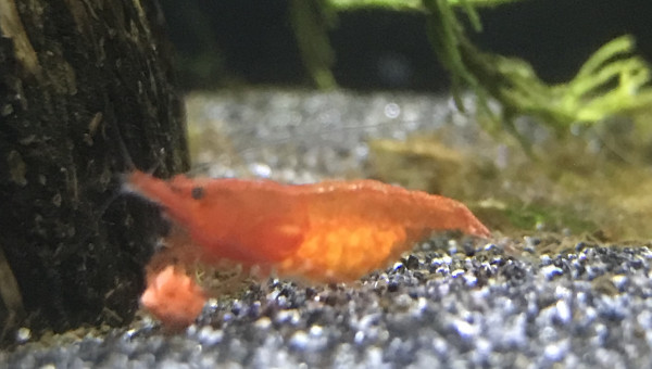 Première crevette grainée!