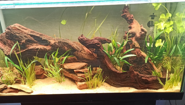 Début de plantation