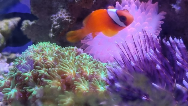 Amphiprion melanopus