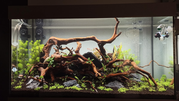 Ça pousse gentiment