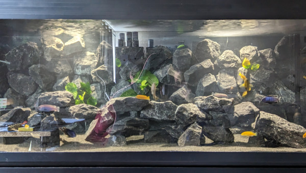 Bac cichlidé - 375 Litres