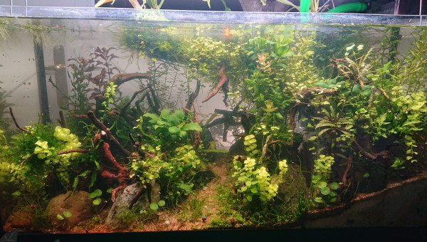 Semaine 18 , 1ère intervention humaine