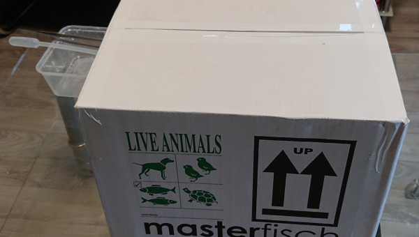 Unboxing MASTER FISH