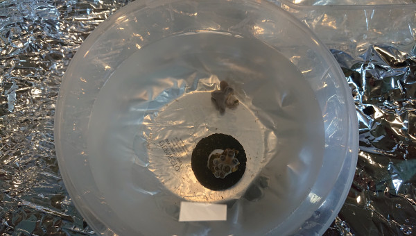 10 min de trempette dans le coralrX