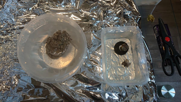 Sinularia dans le bain de coralrX et les autres sont au rinçage