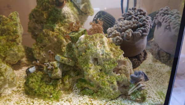 Acclimatation des coraux dans le bac