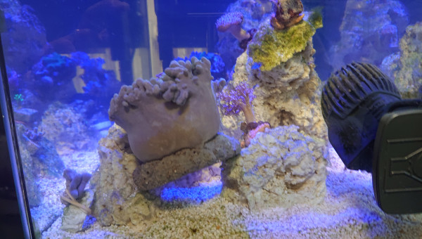 La Sinularia est énorme je ne m'attendais pas à cette taille