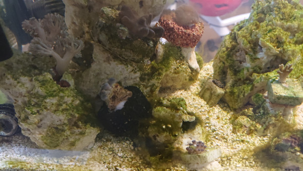 Acclamation du nouveau zoantus rouge