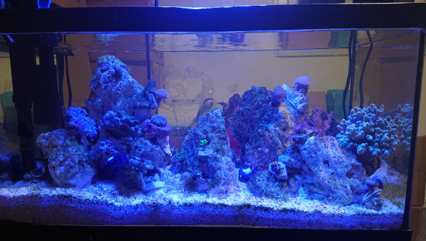 Introduction et acclimatation de la Sinularia flebilix vert , zoantus rouge , et du sarcophyton à polypes verts