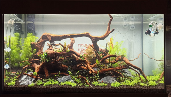 Les racines coulent enfin !