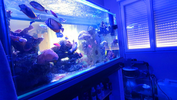 Samedi changement d'eau ?