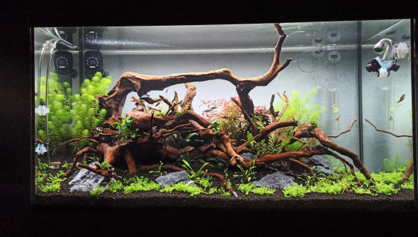 Avec les poissons ça change tout !