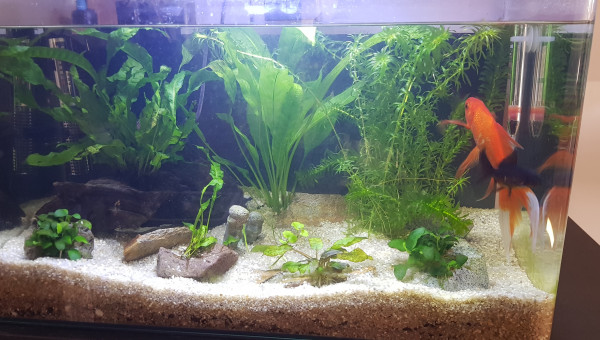 ça continue de pousser