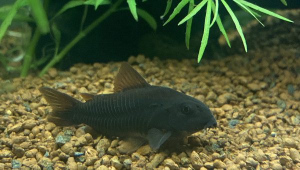 Corydoras venezuela black