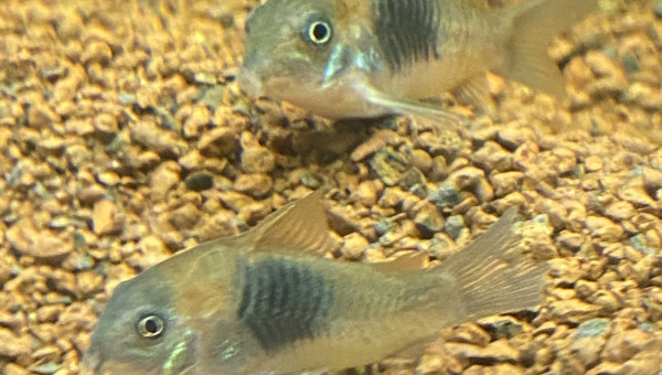 Corydoras venezuela orange