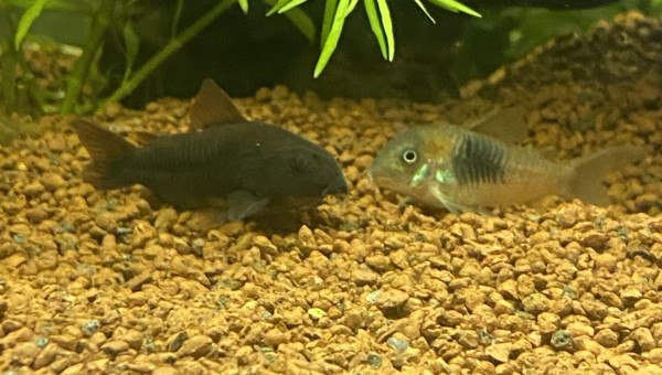 Corydoras venezuela