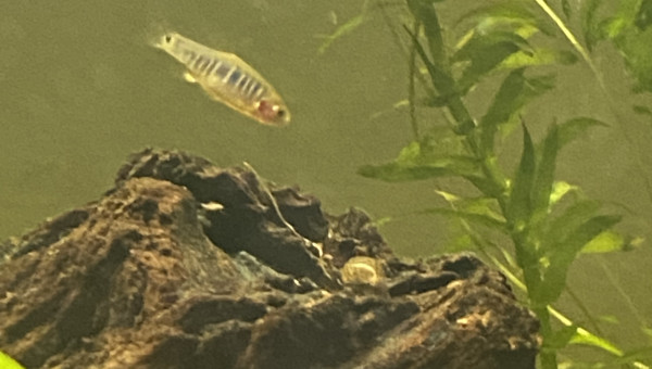 Microrasbora erythromycron  (Émeraude)