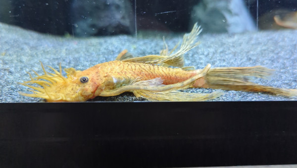 Ancistrus Super Red voile ( Mâle )