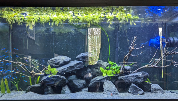 Bac communautaire ( loricariidae - cardinaris )