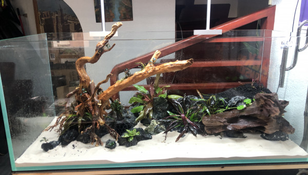 Hard scape et mise en eau