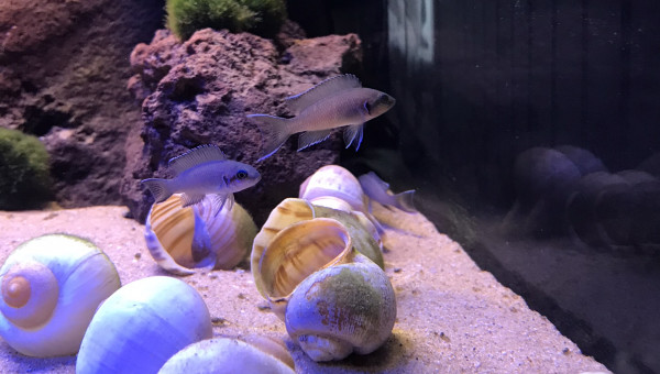 Neolamprologus brichardi